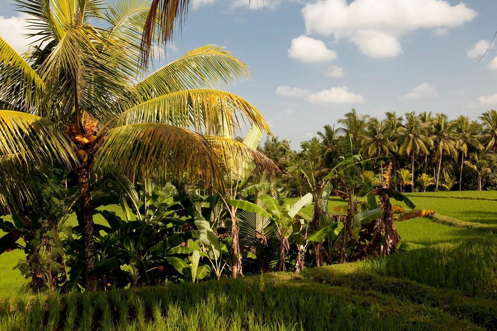 Puri Bebengan Bungalows Ubud Eksteriør bilde