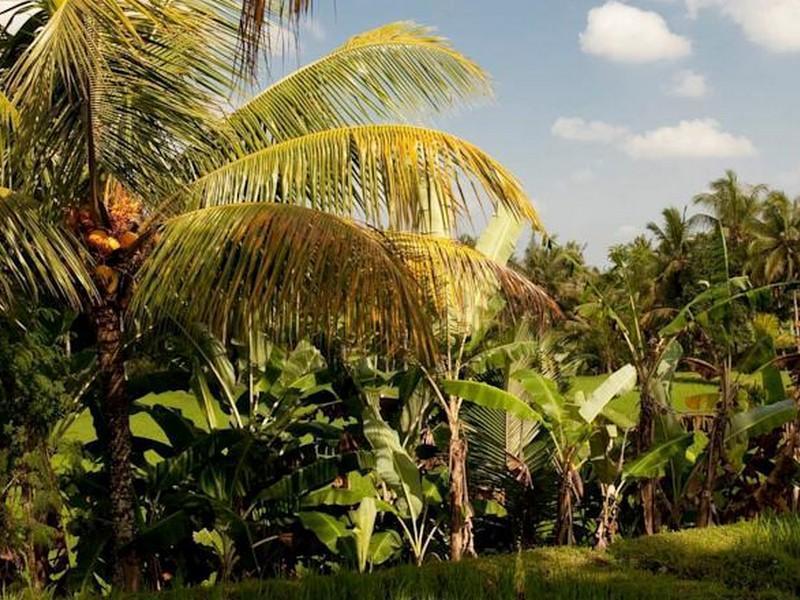 Puri Bebengan Bungalows Ubud Eksteriør bilde